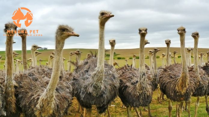 Đà điểu sống bầy đàn, ngoại hình dể nhận biết với chiếc cổ cao, thân hình nặng hơn 100kg